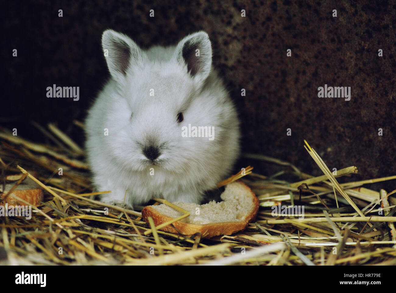 Beautiful white rabbit eating bread. Stock Photo
