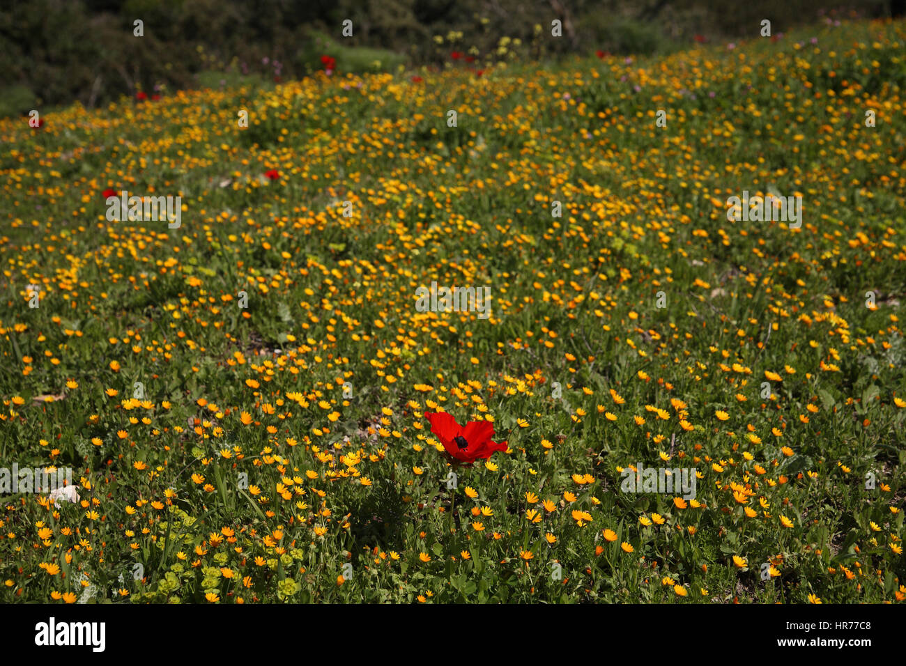 Red Anemones of the in a bed of yellow Marygold flowers of the Asteraceae family in Park Adulam. Hurvat Burgin, the Shfela, Israel. Stock Photo