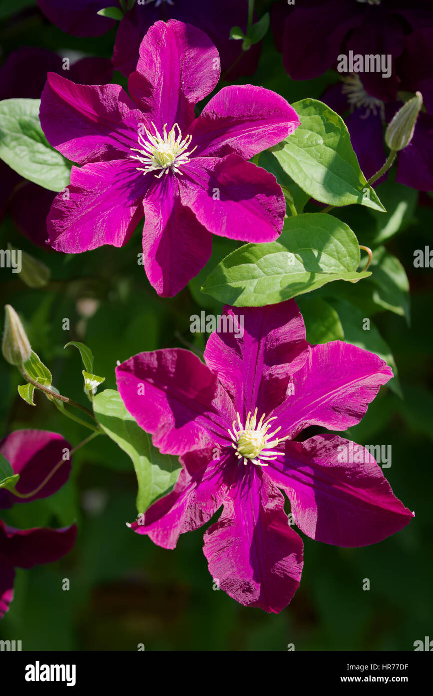 100 Dark Purple Clematis Florida Seeds - Perennial Garden Flower