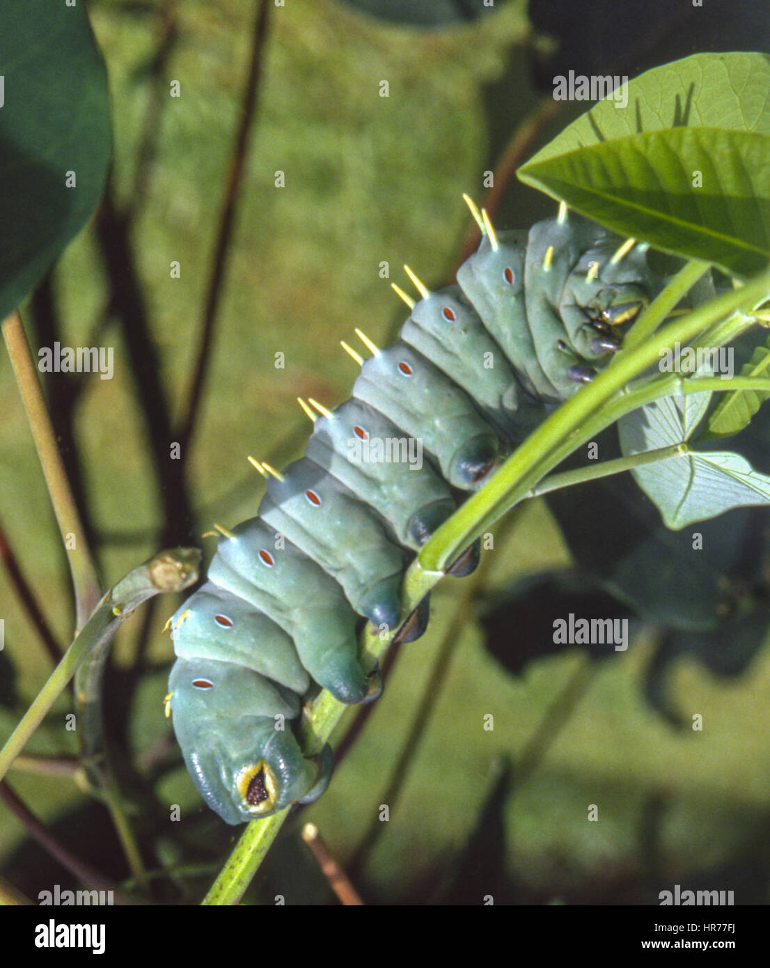 Hercules Moth caterpillar Stock Photo