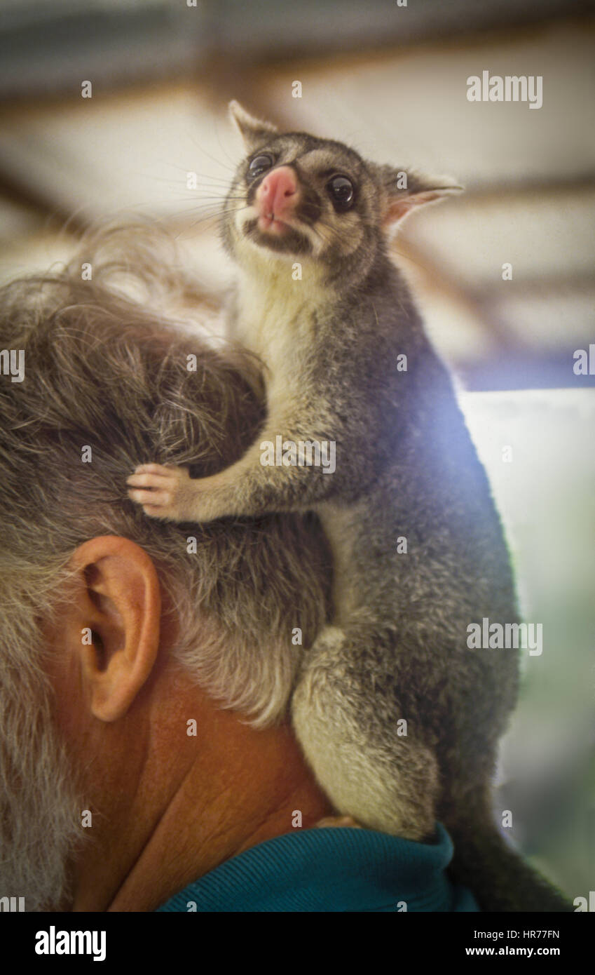 A rescued Baby Possum climbing on a mans head Stock Photo