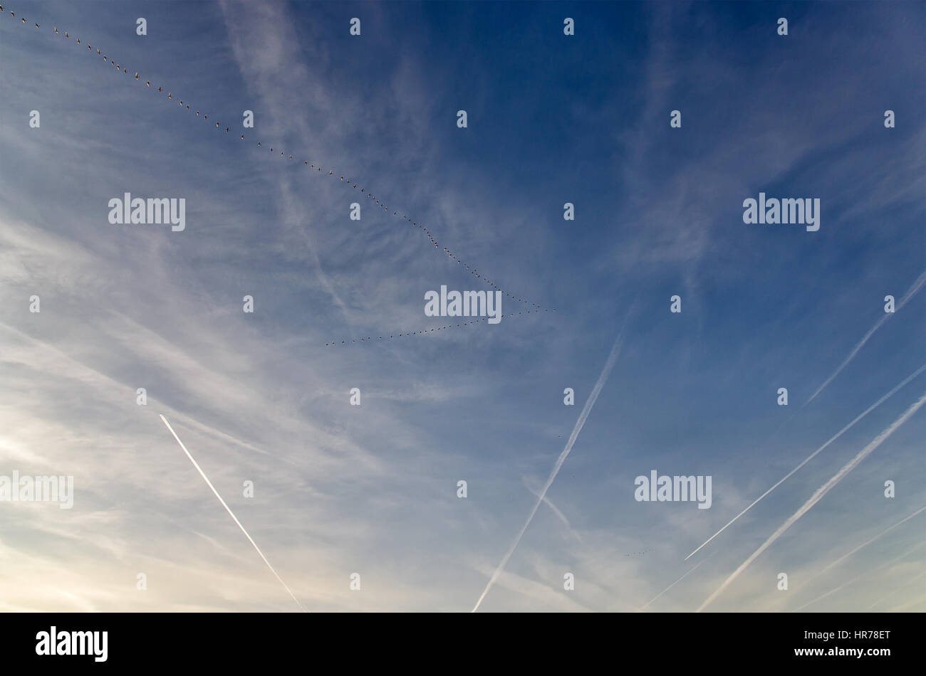 Flock of birds flying in the sky crossing jet trails. Stock Photo