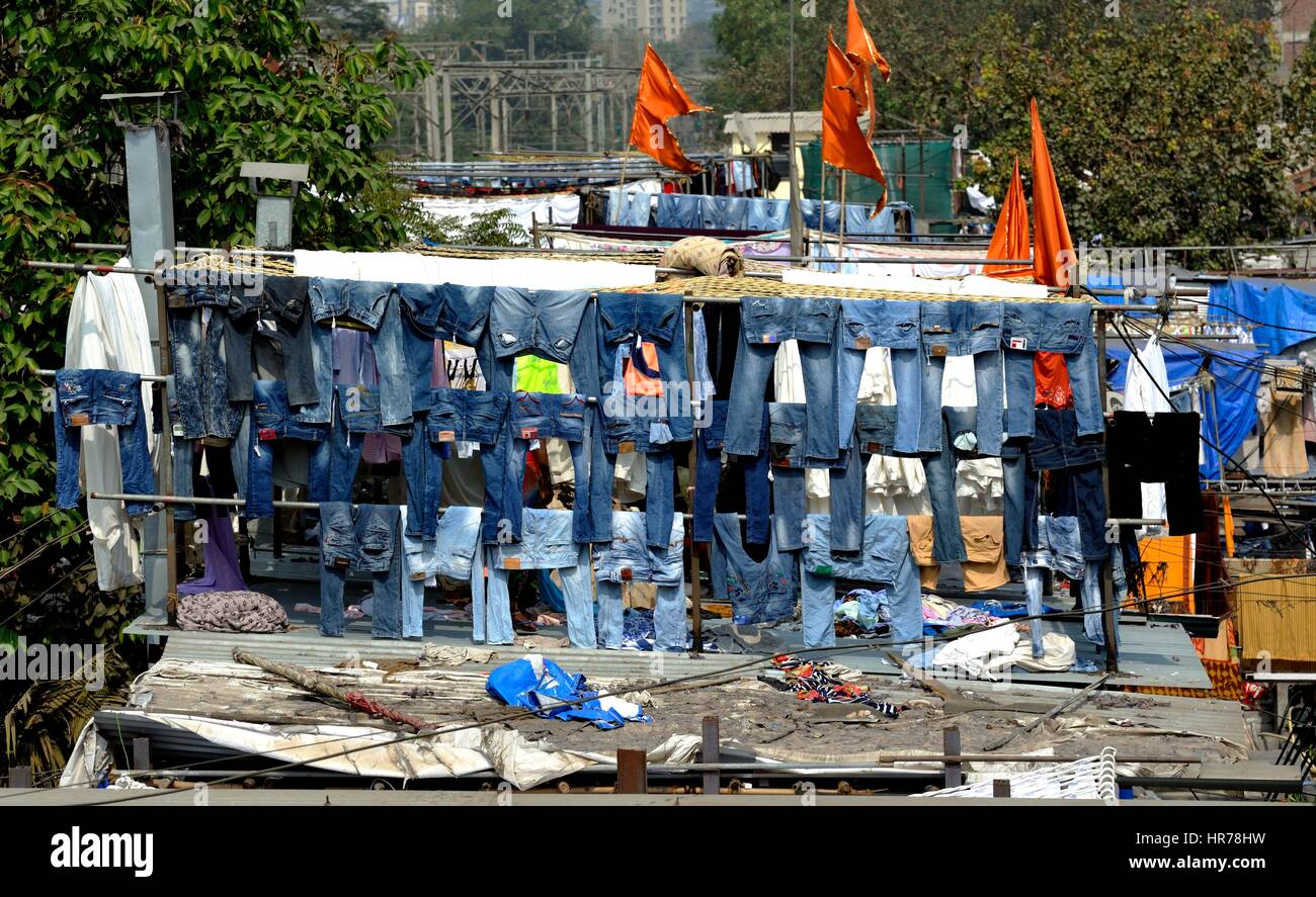 Lines of Jeans drying on the washing lines Stock Photo Alamy