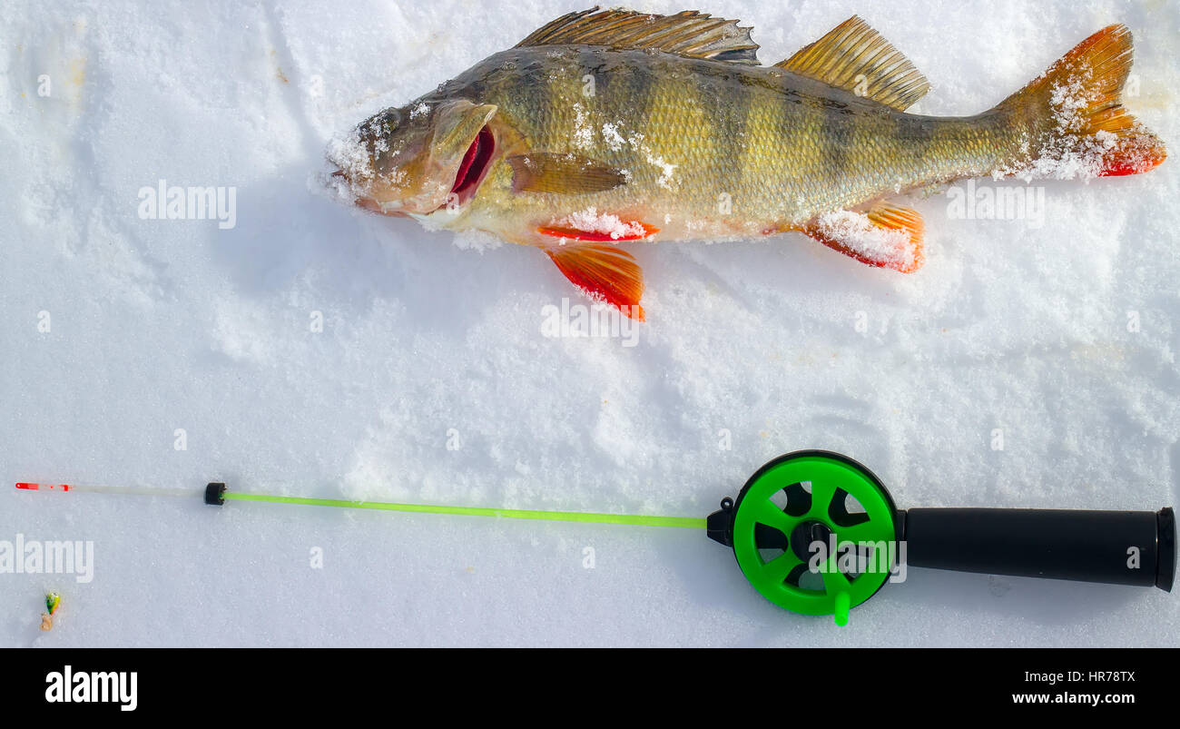 Perch Ice Rods Ice extraction hi-res stock photography and images - Alamy