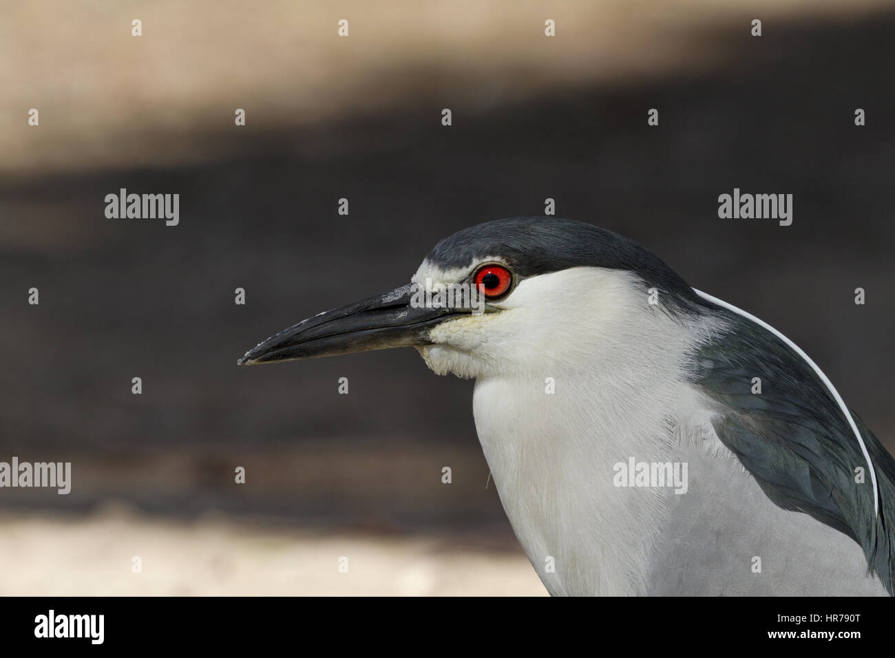 Close up portrait of black crowned night heron with bright red eyes.  Location is Reid Park in Tucson, Arizona, on February 24, 2017. Stock Photo