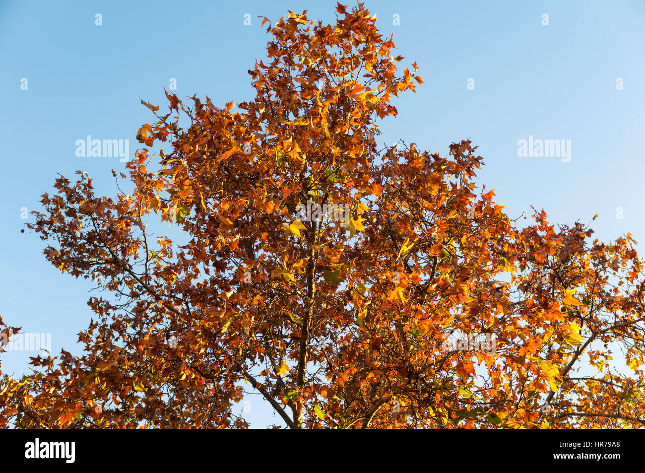 Autumnal Platanus tree (Platanaceae) also known as plane tree in Granada city, Andalusia, Spain Stock Photo