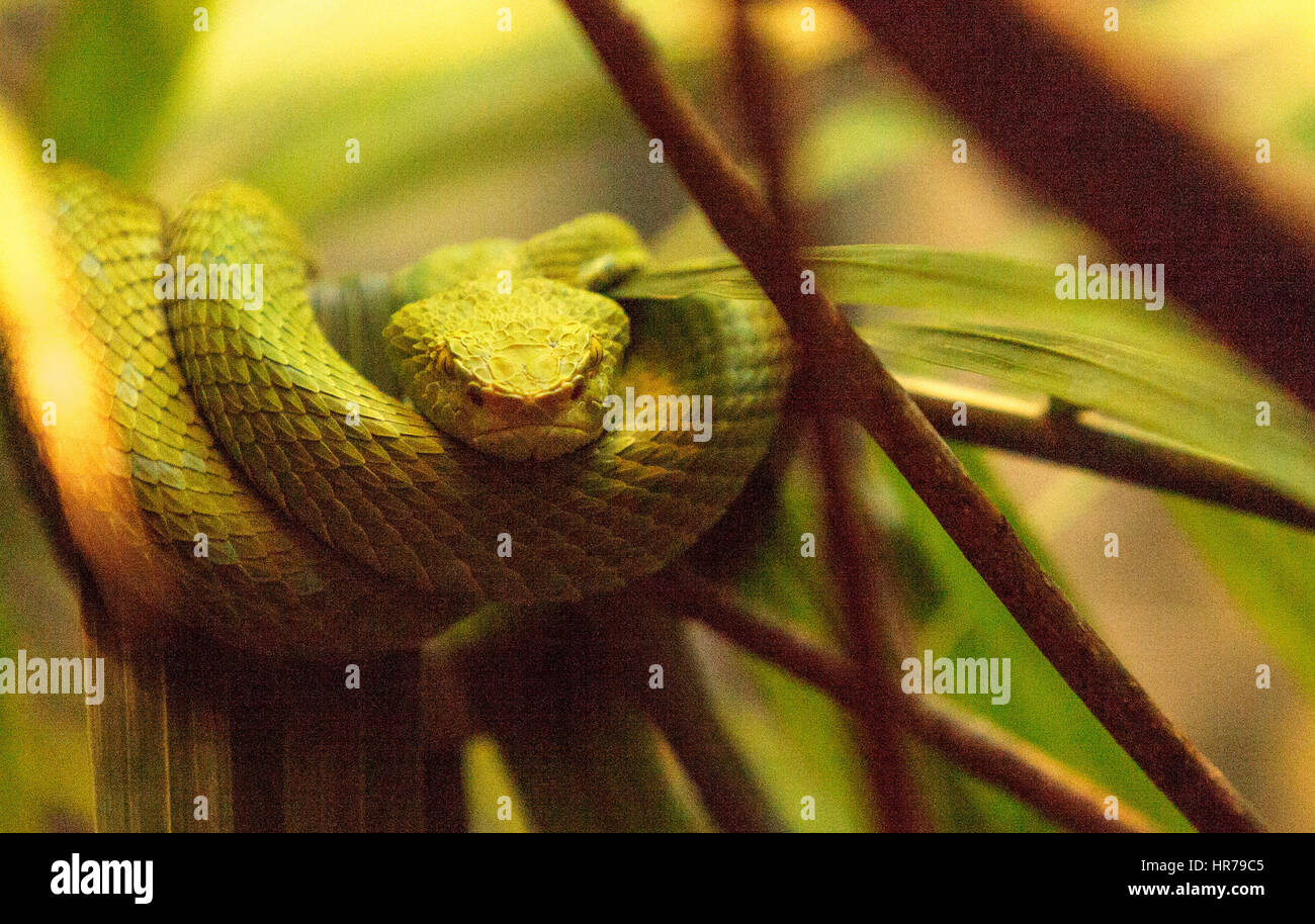 Rowleys palm pit viper known as Bothriechis rowleyi is classified as an