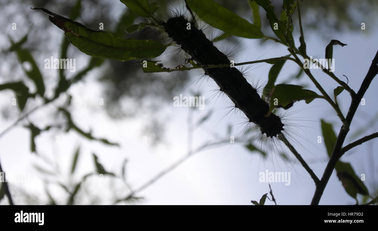 Lymantria dispar caterpillars move in forest. beautiful pest ...