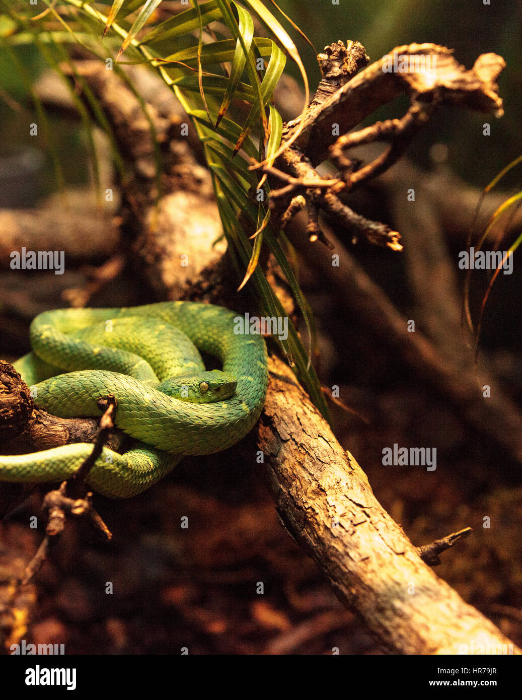 Side striped palm pit viper known as Bothriechis lateralis is found in forests of Costa Rica. Stock Photo