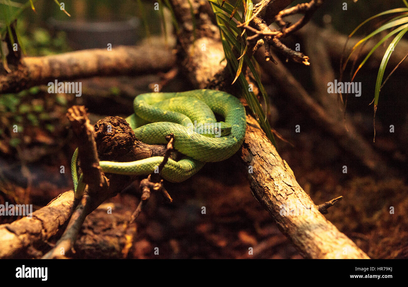Side striped palm pit viper known as Bothriechis lateralis is found in forests of Costa Rica. Stock Photo