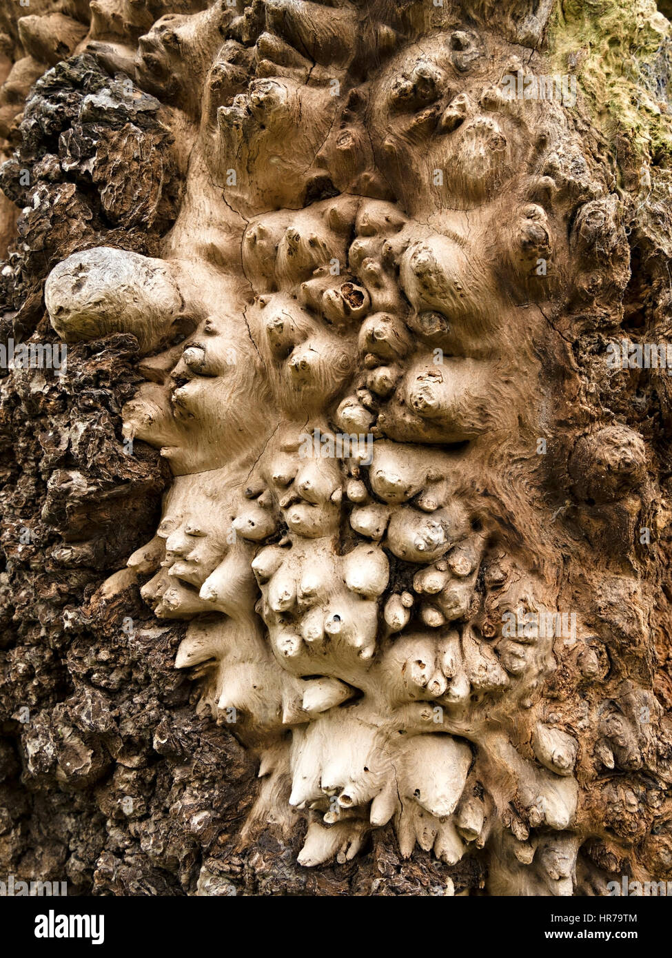 Closeup of Burl deformity closeup on trunk of old Oak English tree Stock Photo