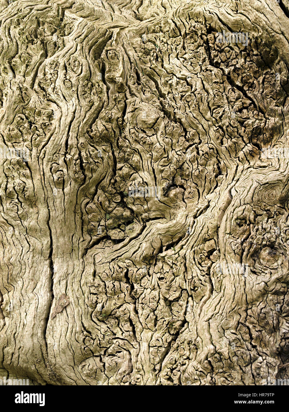 Closeup of Burl deformity on trunk of old Oak English tree Stock Photo