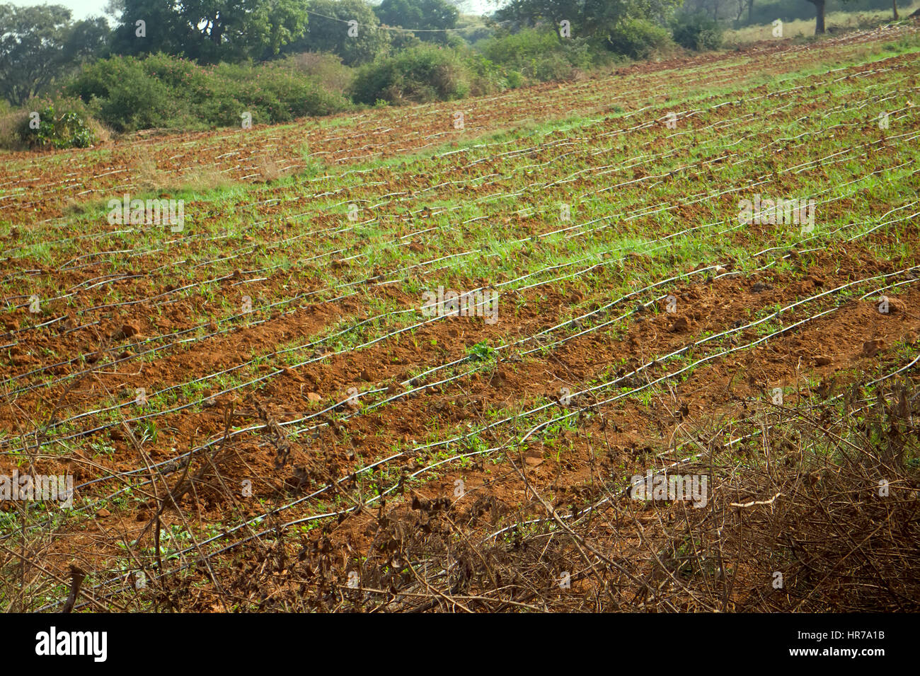Idian farm, growing flowers in the open ground (drip irrigation), Stretched thin hoses Stock Photo