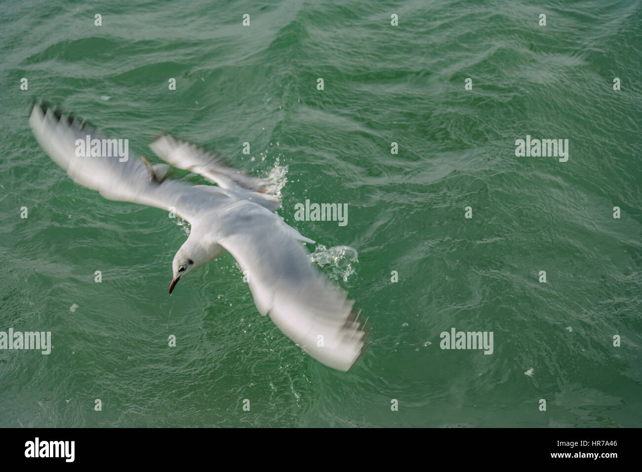 seagull flying,feeding,diving. sea gull close-up while flying. yaj Stock Photo
