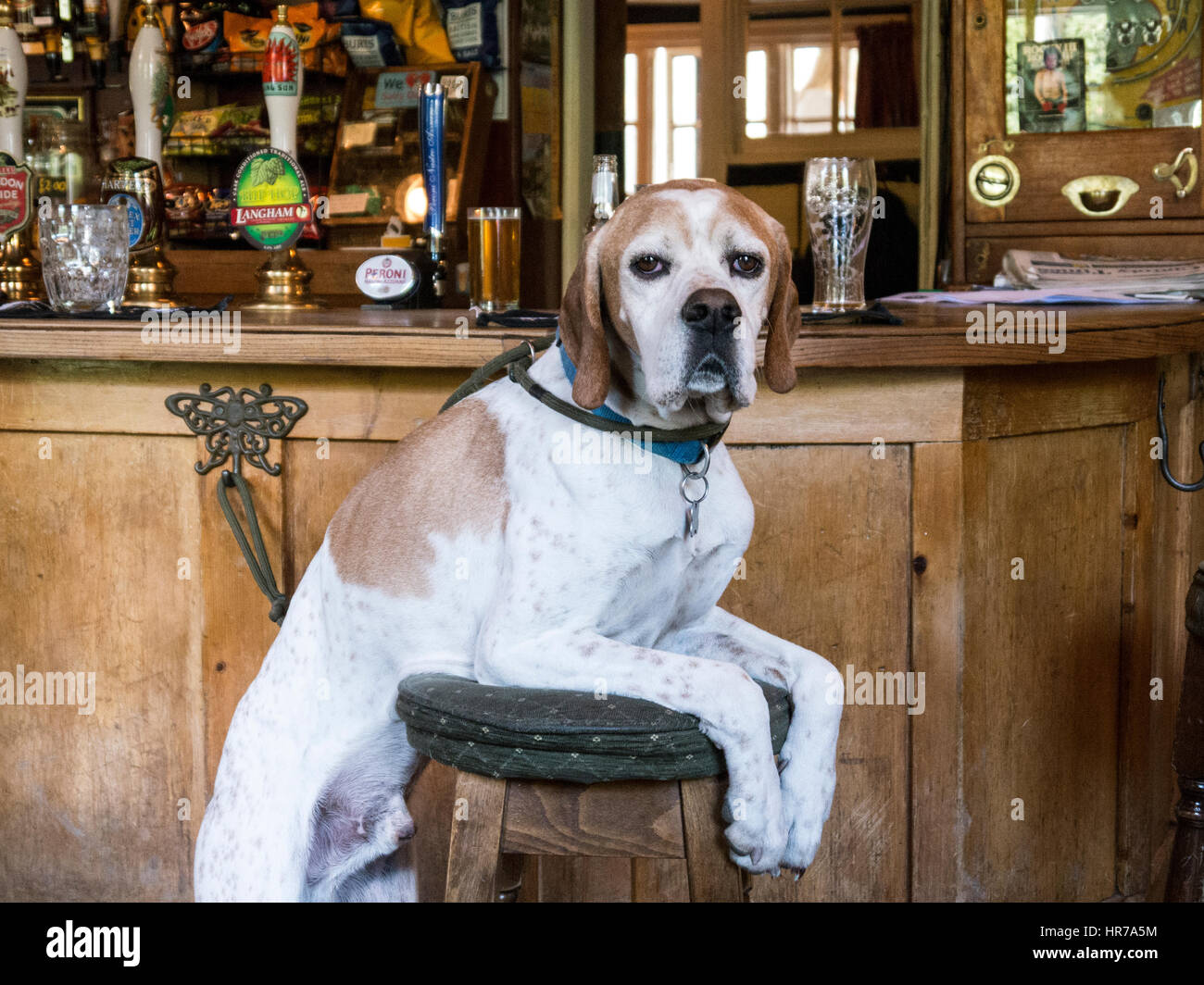 A pet dog pictured relaxing in a West Sussex Pub, England Stock Photo