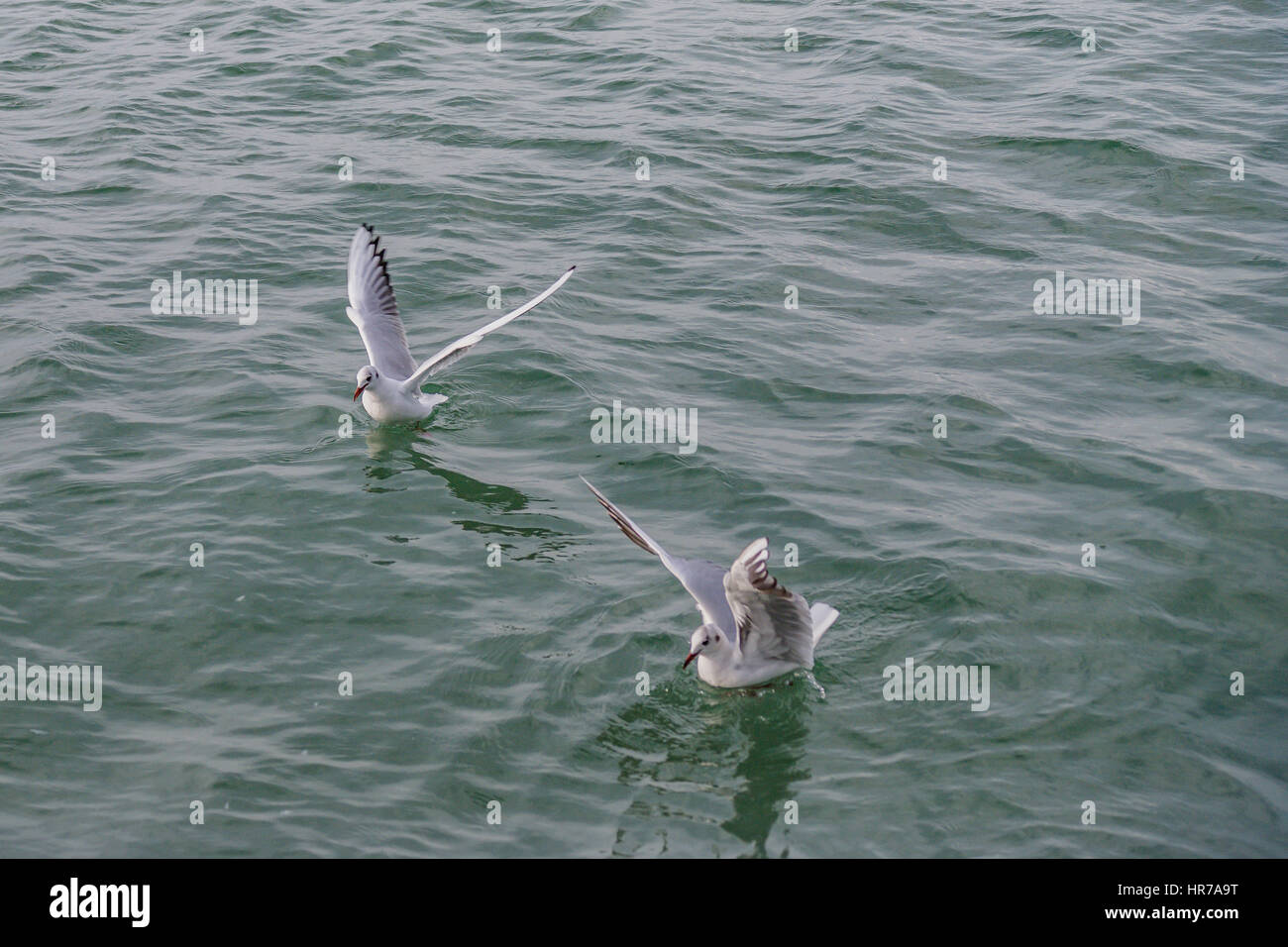 Seagull diving into sea hires stock photography and images Alamy