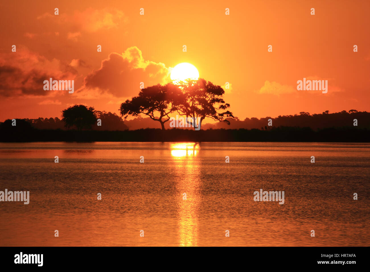 Two Live Oak trees are silhouetted against a glowing orange sky at Bass Pond on Kiawah Island, South Carolina. Stock Photo