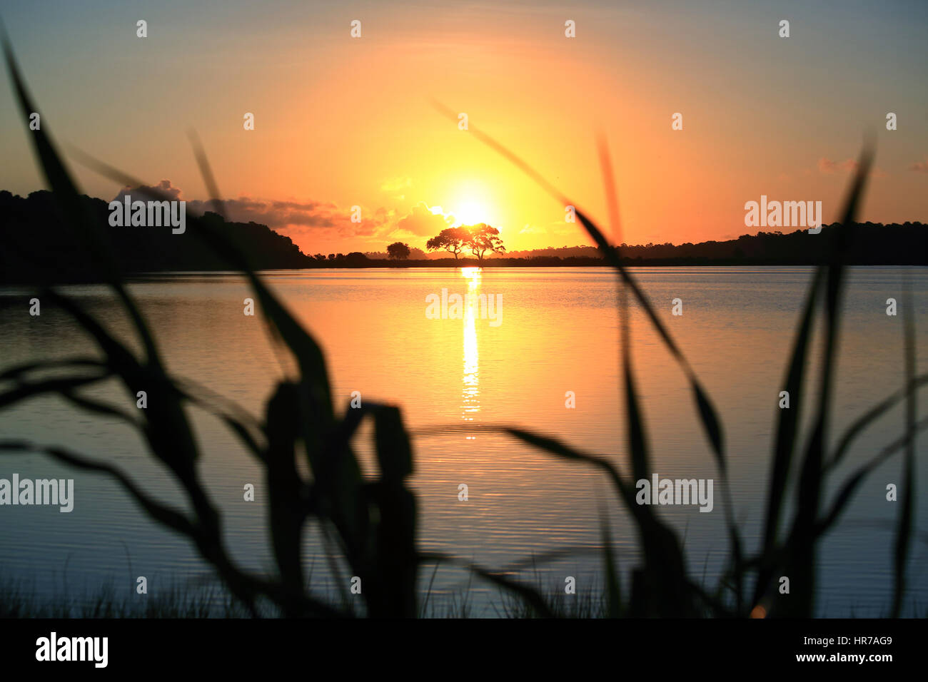 A Live Oak tree is silhouetted against the rising sun on Kiawah Island, South Carolina. The sun is reflected in the pond and creates a colorful sky. Stock Photo