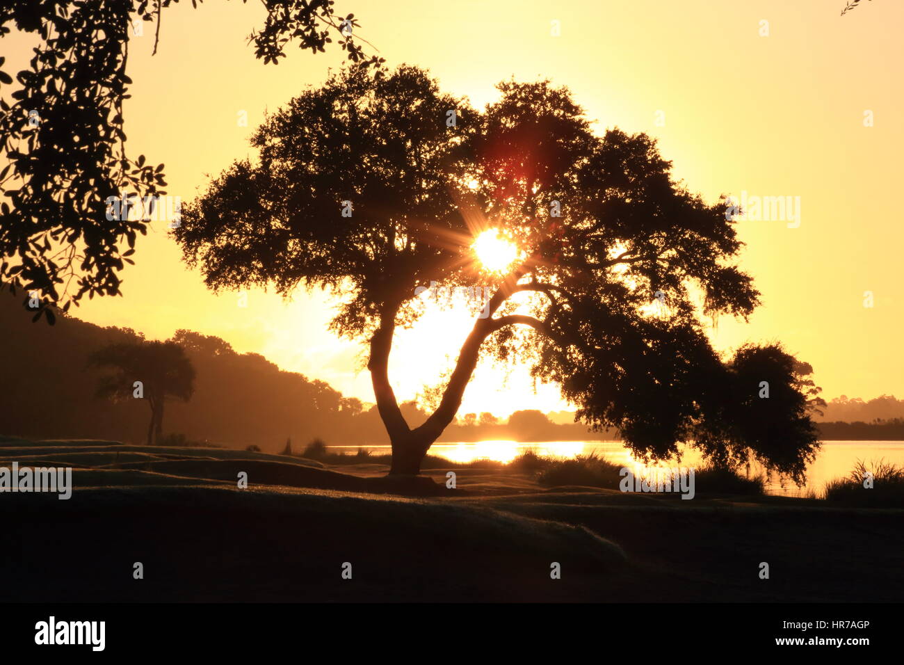 Sunrise on a golf course on Kiawah Island, South Carolina. The sun creates a sunburst through the branches of a Live Oak tree. Stock Photo