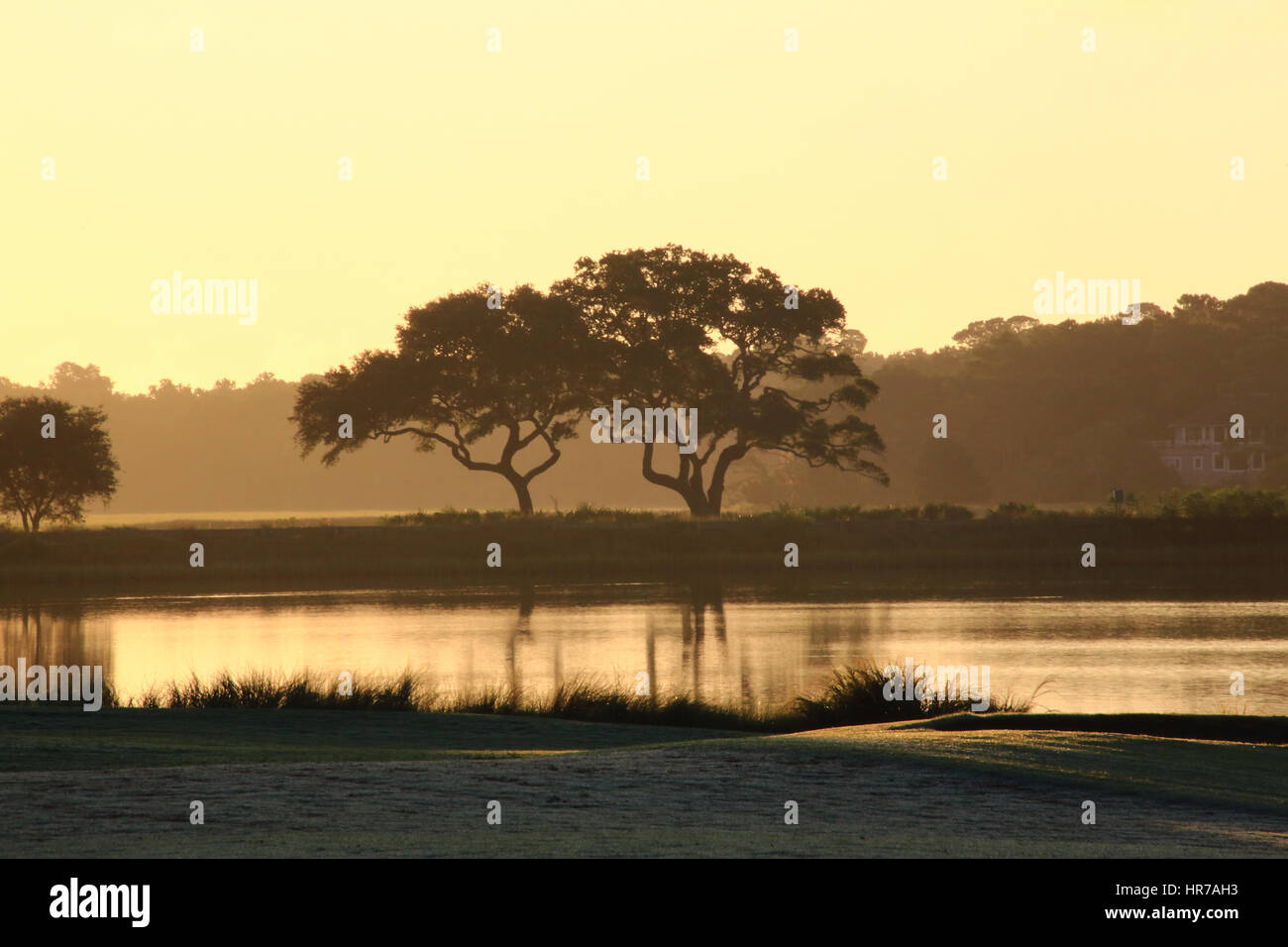 Two Live Oak trees are silhouetted against a hazy forest on Kiawah Island, South Carolina. Bass Pond and a portion of a golf course are visible. Stock Photo
