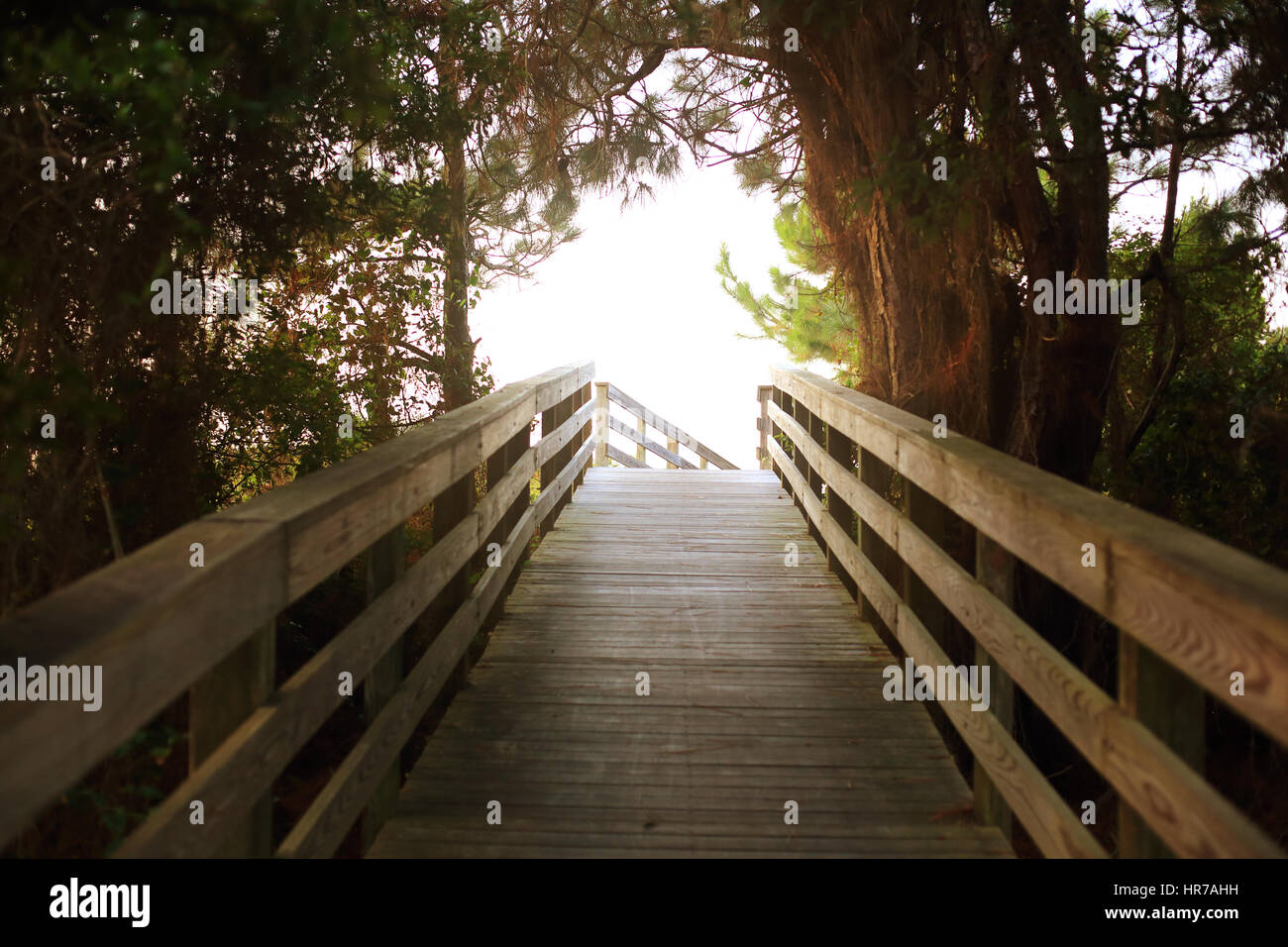 A wooden boardwalk leads through pine trees and vines to the beach at Kiawah Island, South Carolina. Stock Photo