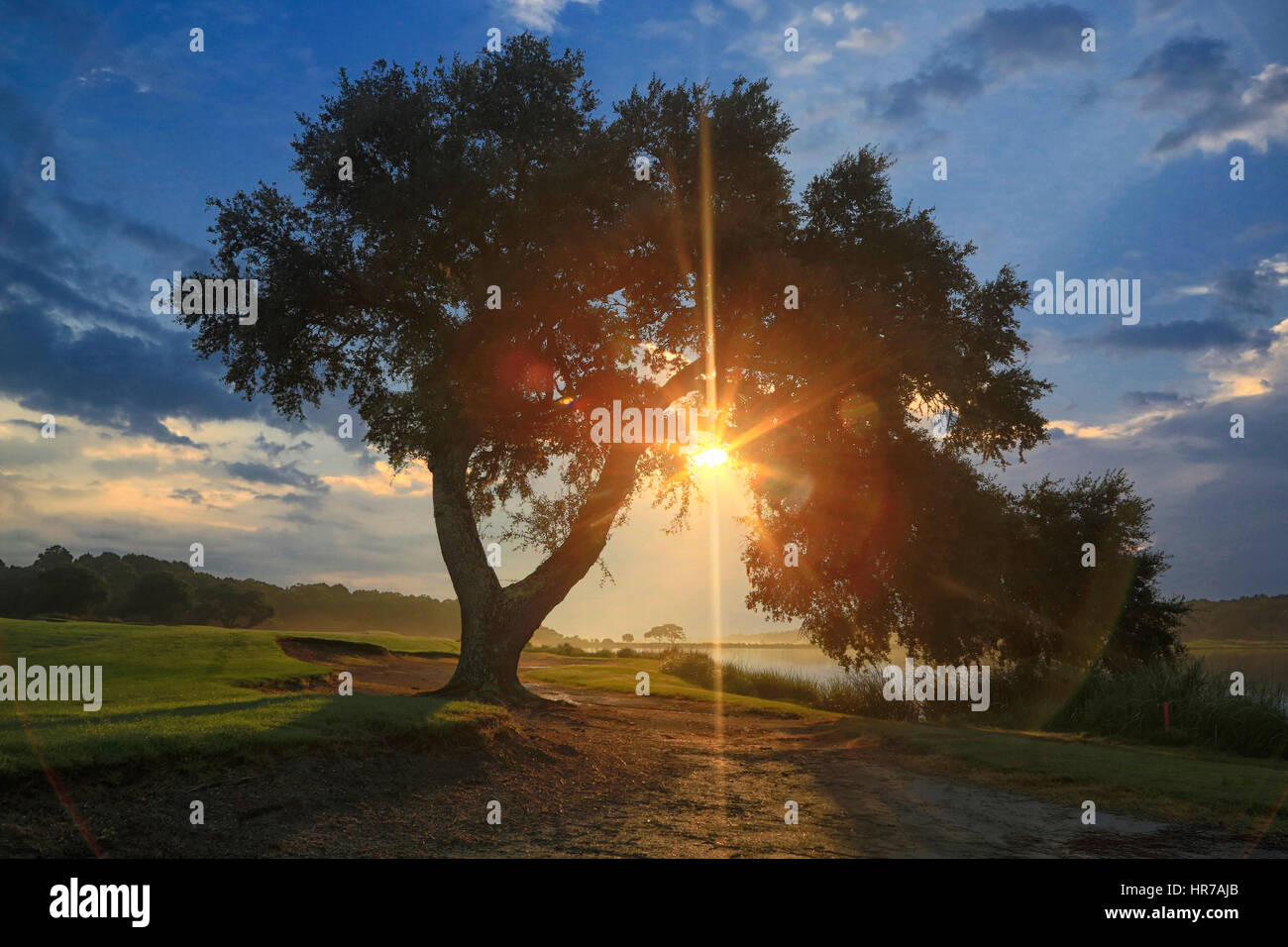 Sunrise on the Kiawah Island Club's River Course golf course through a beautiful Live Oak tree. The sunlight forms a starburst in the trees branches. Stock Photo