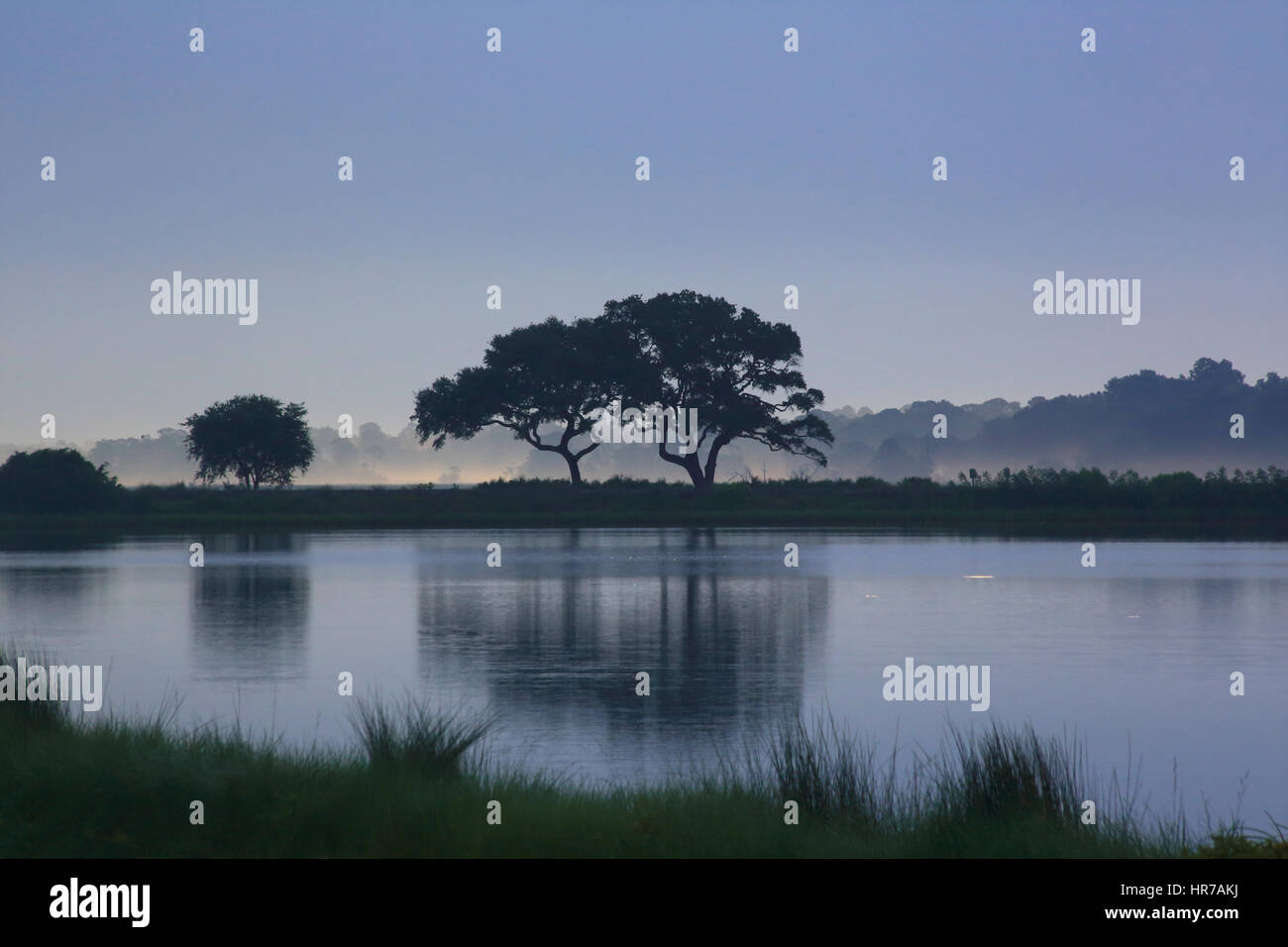 Two Live Oak trees are silhouetted against a soothing blue sky with morning light on Kiawah Island, South Carolina. Bass Pond is in the foreground. Stock Photo