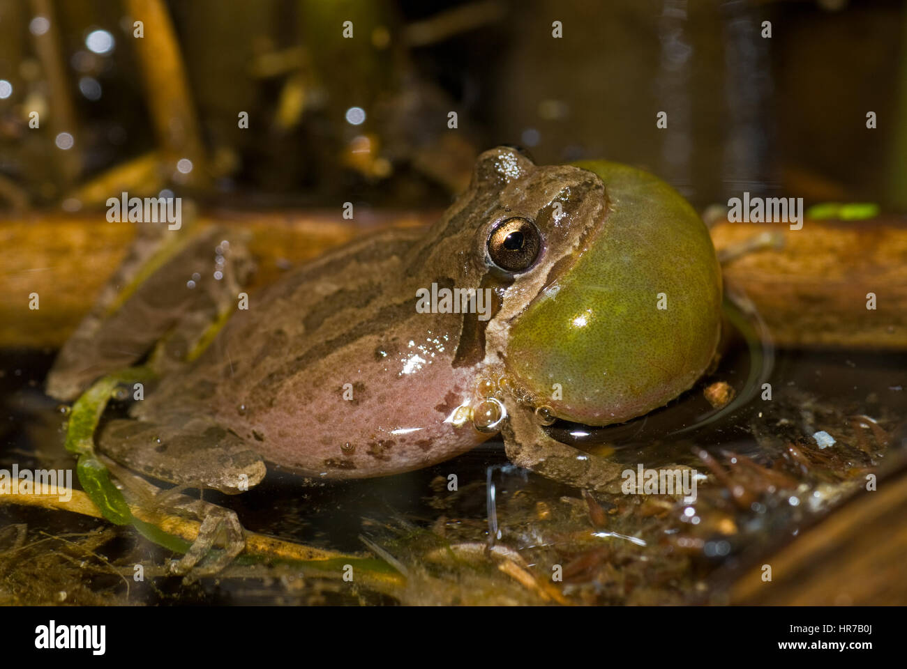Calling male Baja California Chorus Frog Stock Photo Alamy