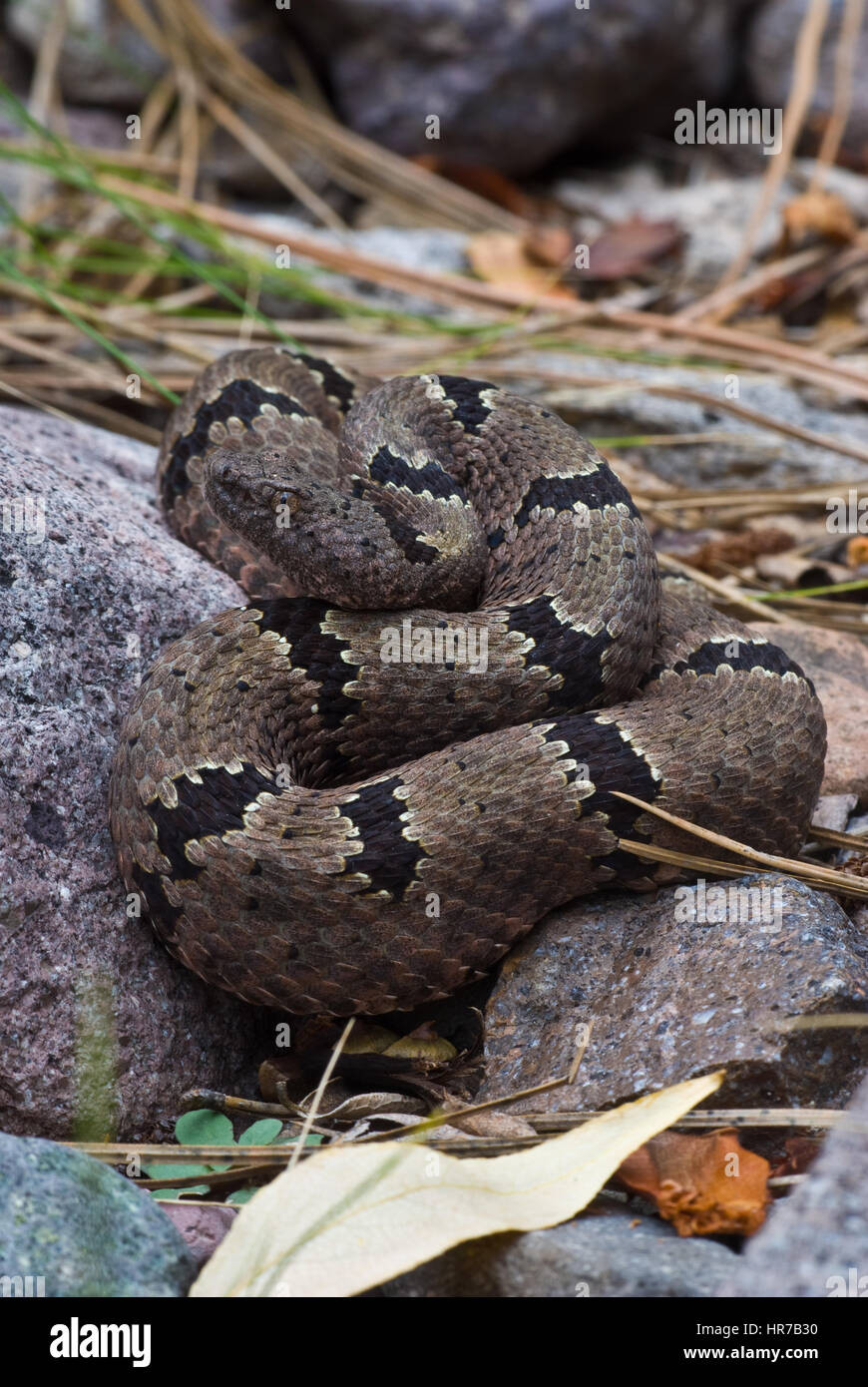 Female Banded Rock Rattlesnake, Gila Wilderness, New Mexico, USA Stock