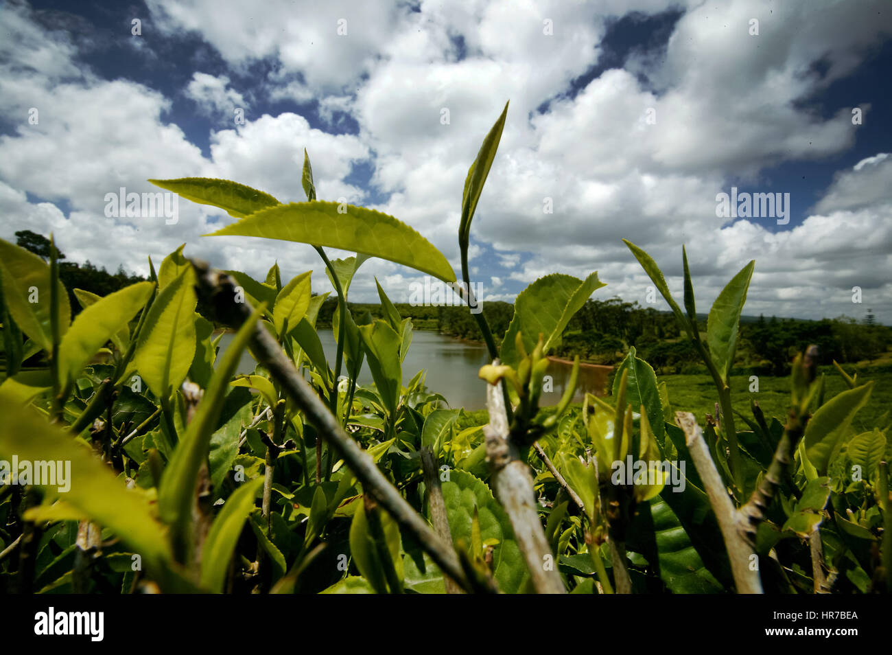 Mauritius bois cheri hires stock photography and images Alamy