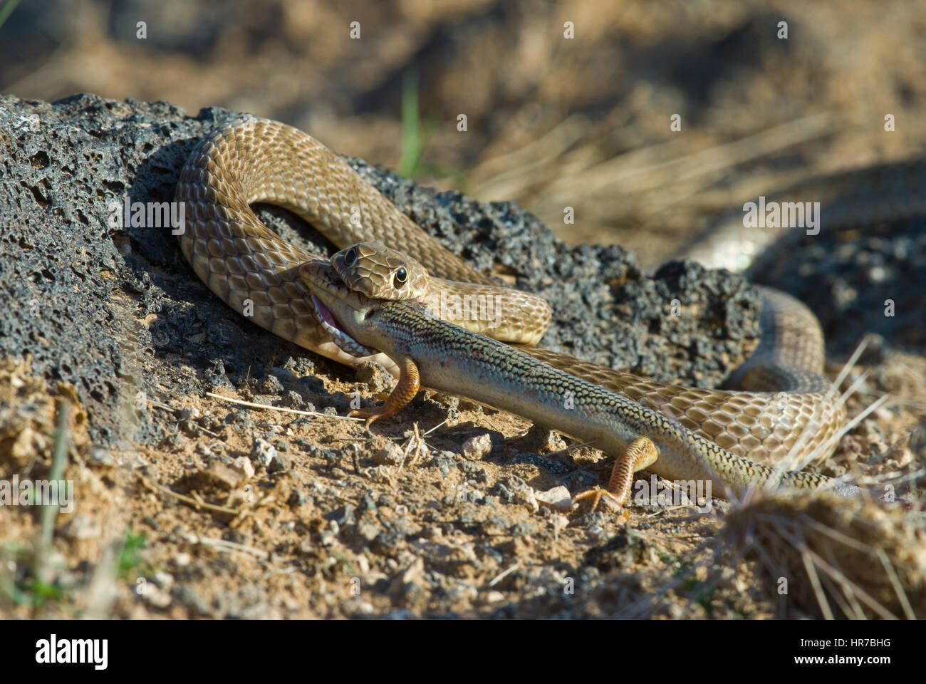 Western Coachwhip eating a Great Plains Skink, Volcanoes Day Use Area, Petroglyph National Monument, New Mexico, USA. Stock Photo