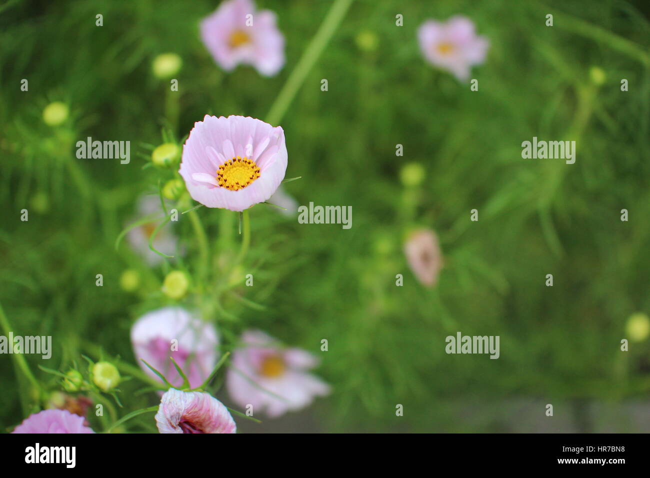 vibrant wildflowers in bloom Stock Photo - Alamy