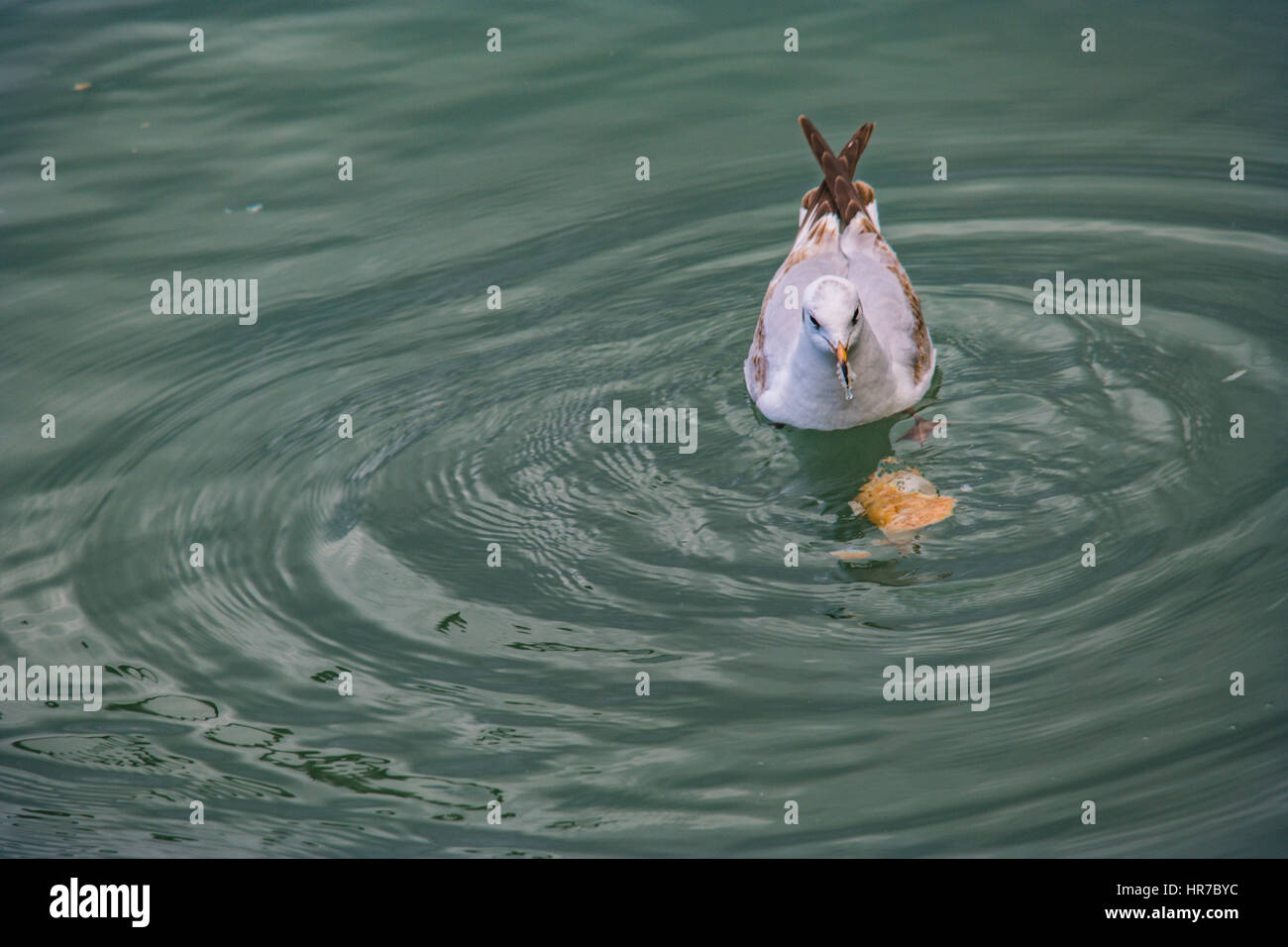 seagull sitting on the sea surface Stock Photo