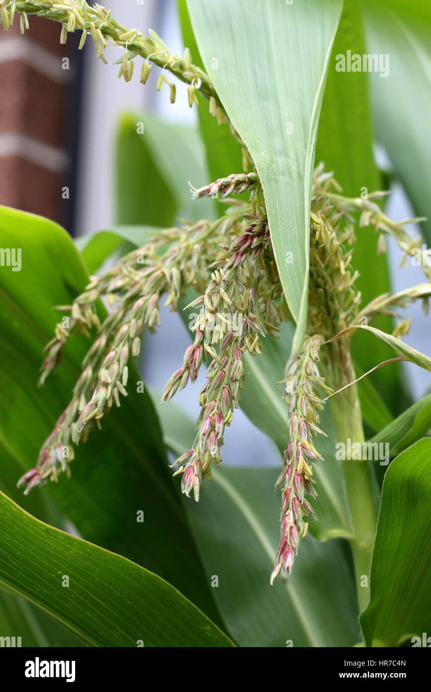 Close up Corn Maize flowers Stock Photo Alamy
