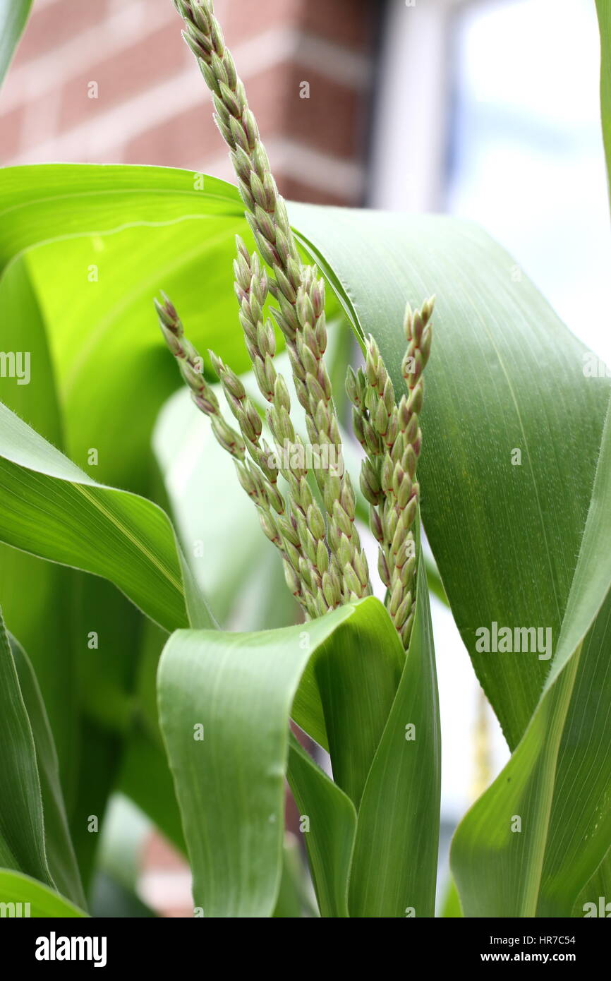 Close up Corn Maize flowers Stock Photo Alamy