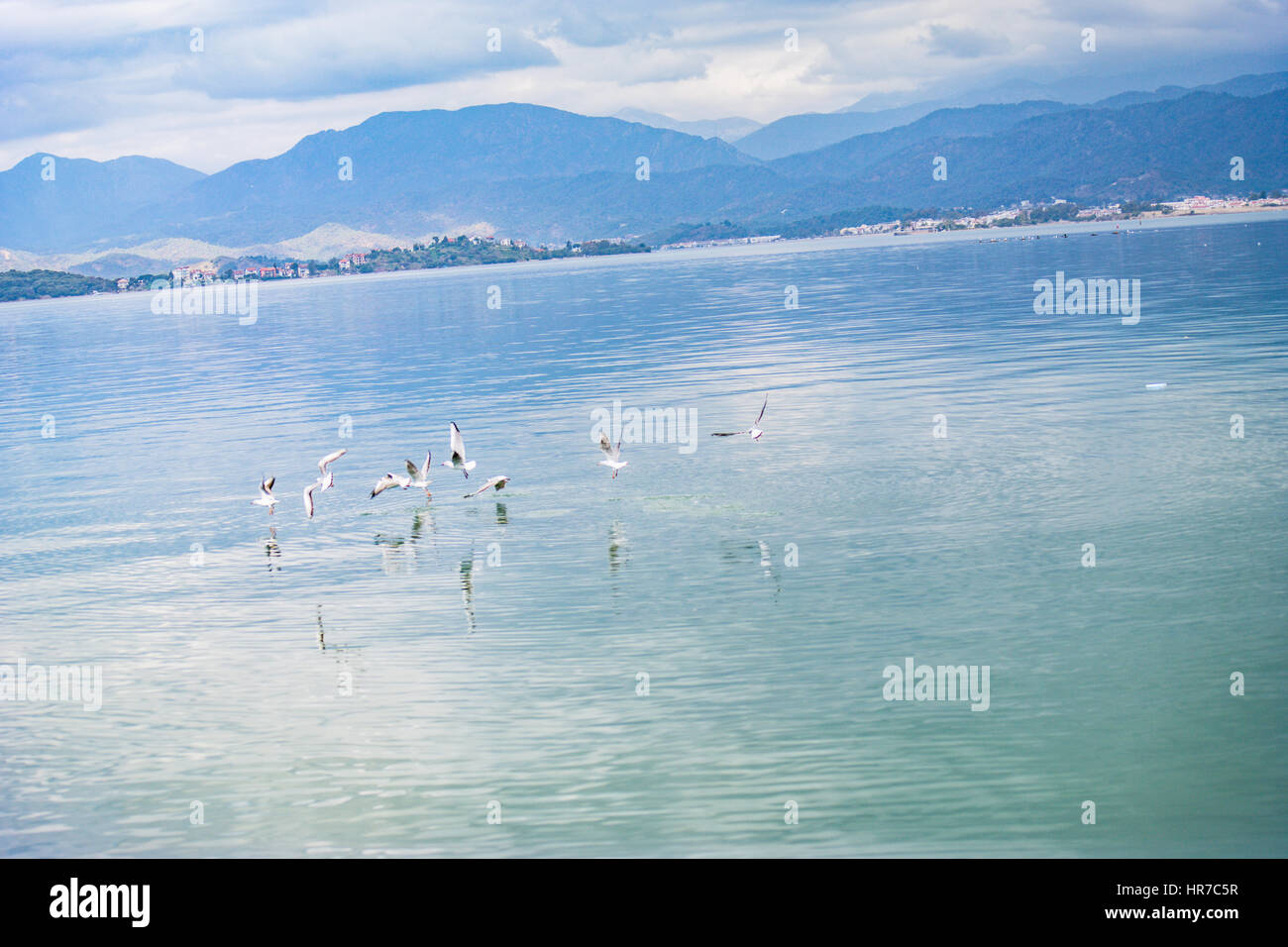 seagulls in fethiye gulf Stock Photo