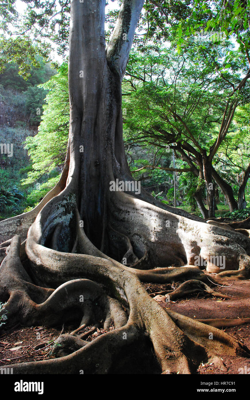 Fig tree at Allerton Garden, Kauai, Hawaii Stock Photo Alamy