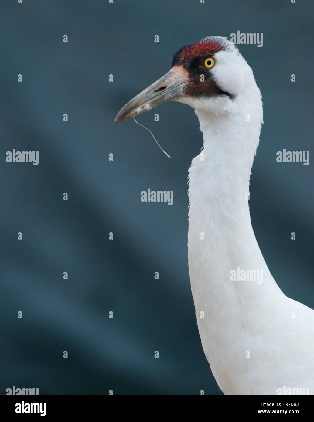 Critically Endangered Whooping Crane, Grus americana, portrait with dark background Stock Photo