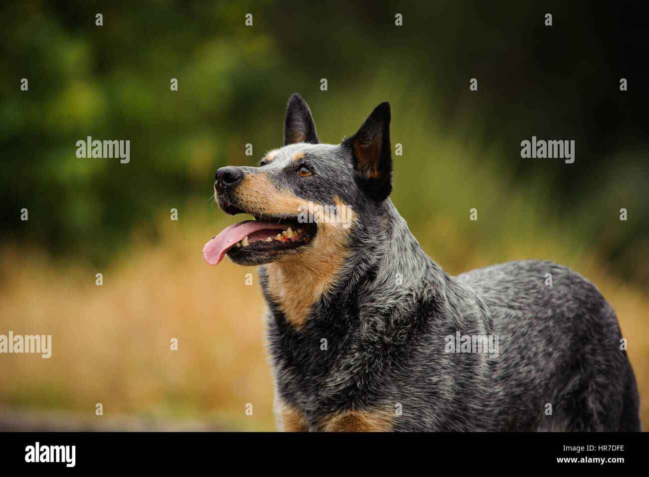 Australian Cattle Dog outdoors Stock Photo