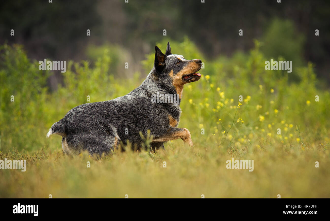 Australian Cattle Dog outdoors Stock Photo