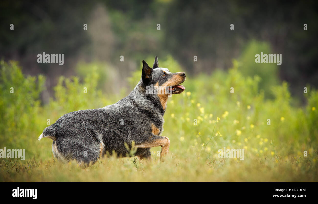 Australian Cattle Dog outdoors Stock Photo