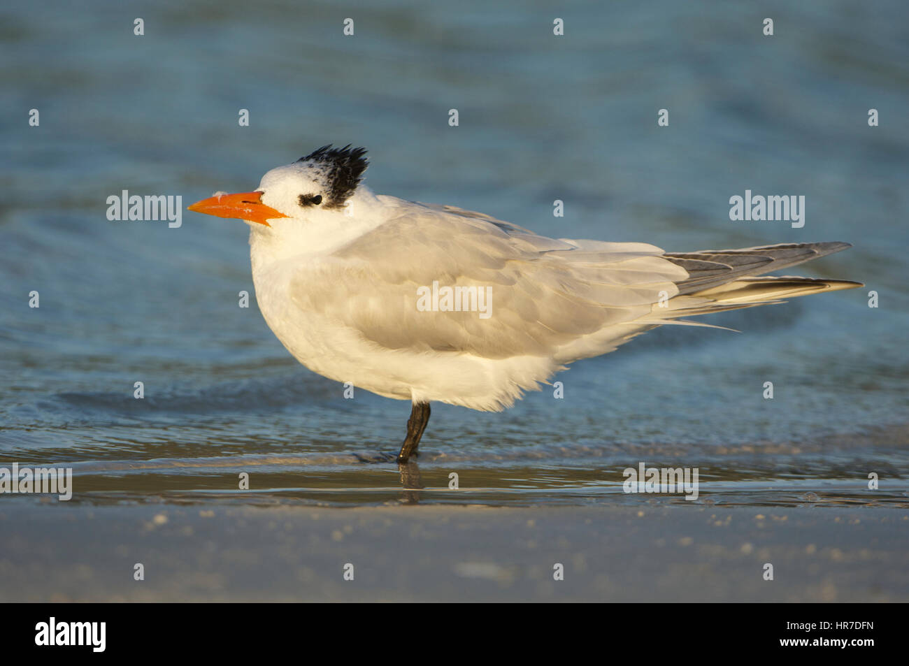 Royal Tern, Sterna maxima, on beach with blue shallow water in ...