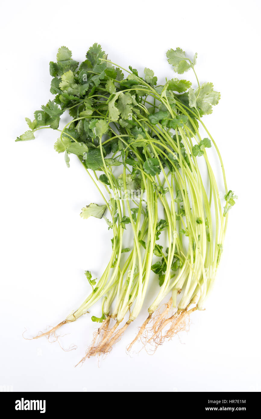 Coriander or Cilantro (herb) isolated on white Stock Photo Alamy