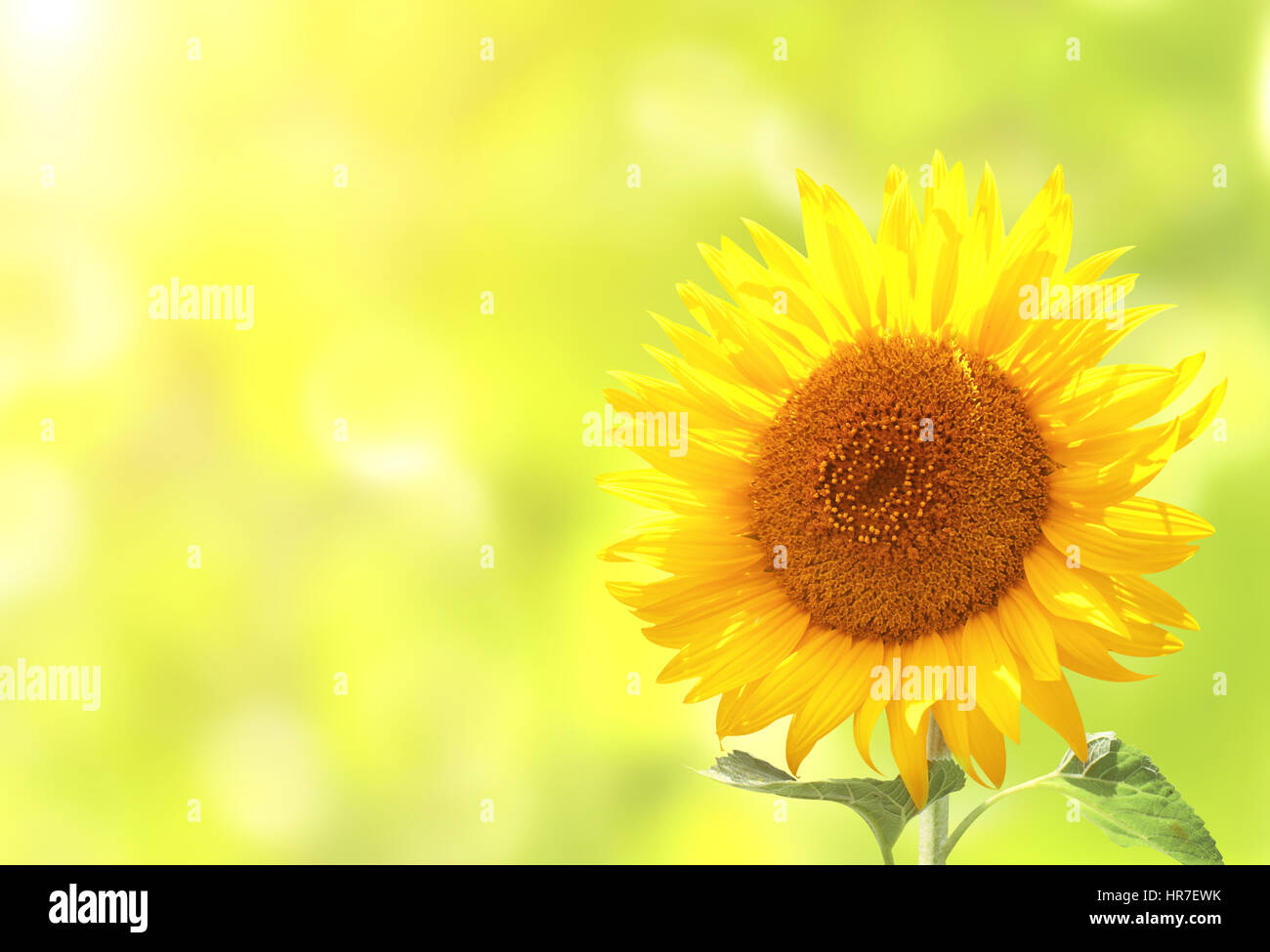 Bright yellow sunflowers on blurred sunny background Stock Photo - Alamy