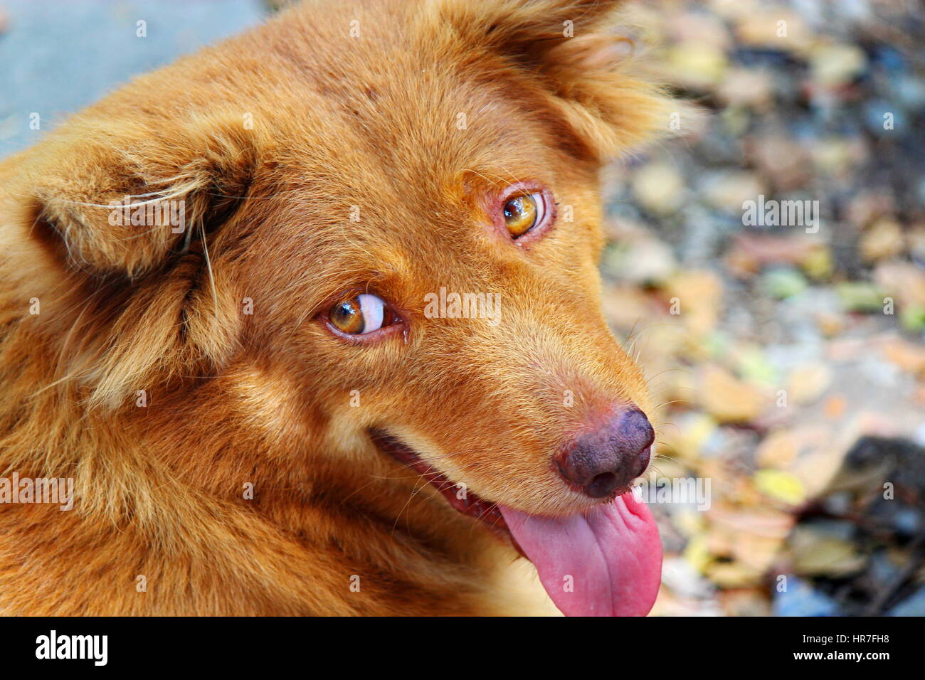 Closed up a cute red dog in Thailand Stock Photo Alamy