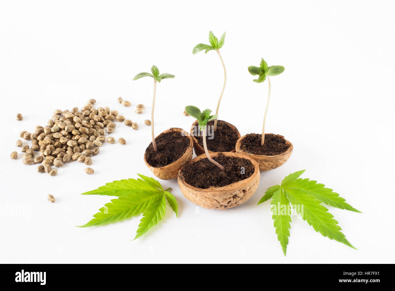 Baby cannabis Cut Out Stock Images & Pictures Alamy