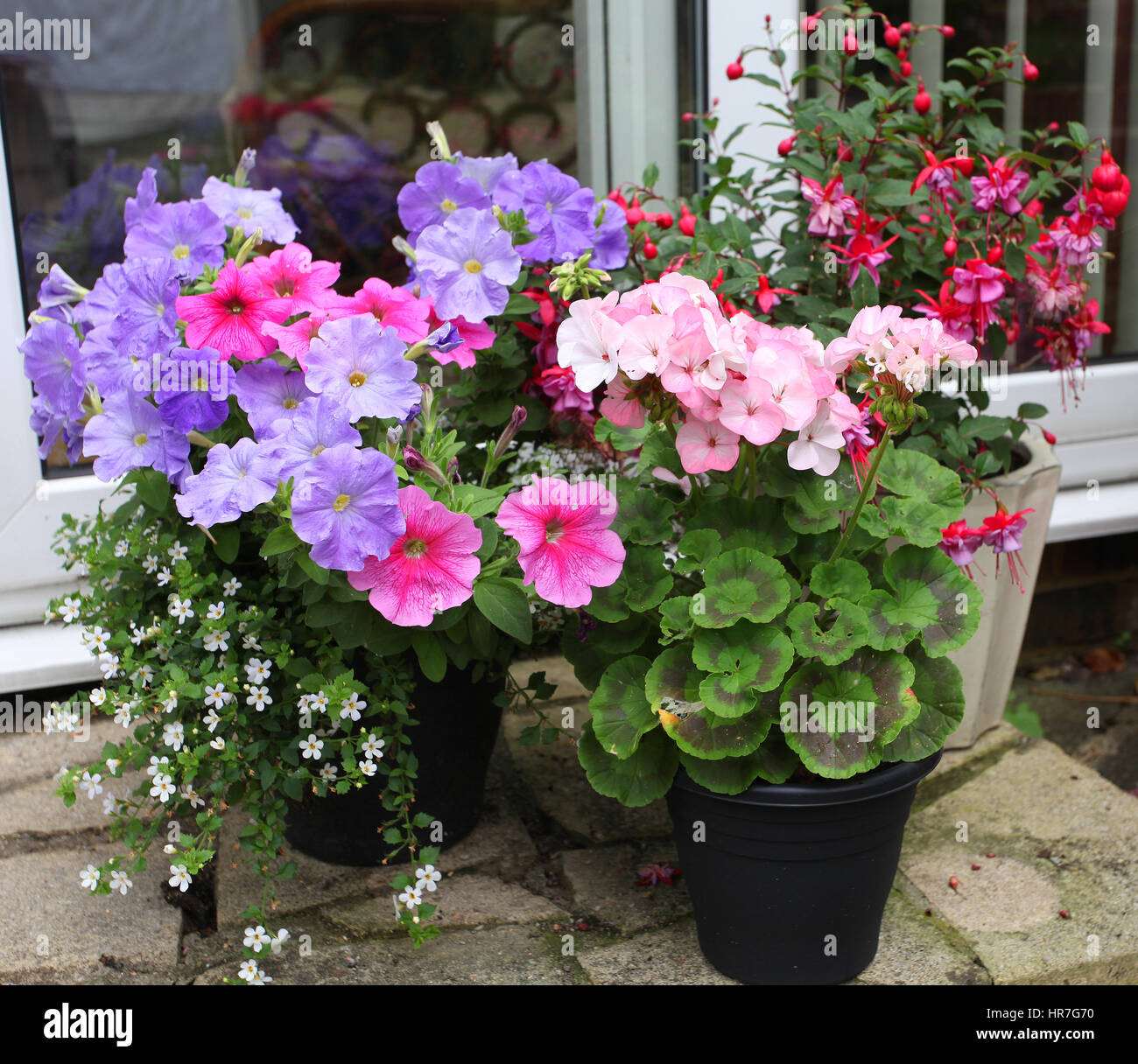 Summer bedding plants in pots Stock Photo