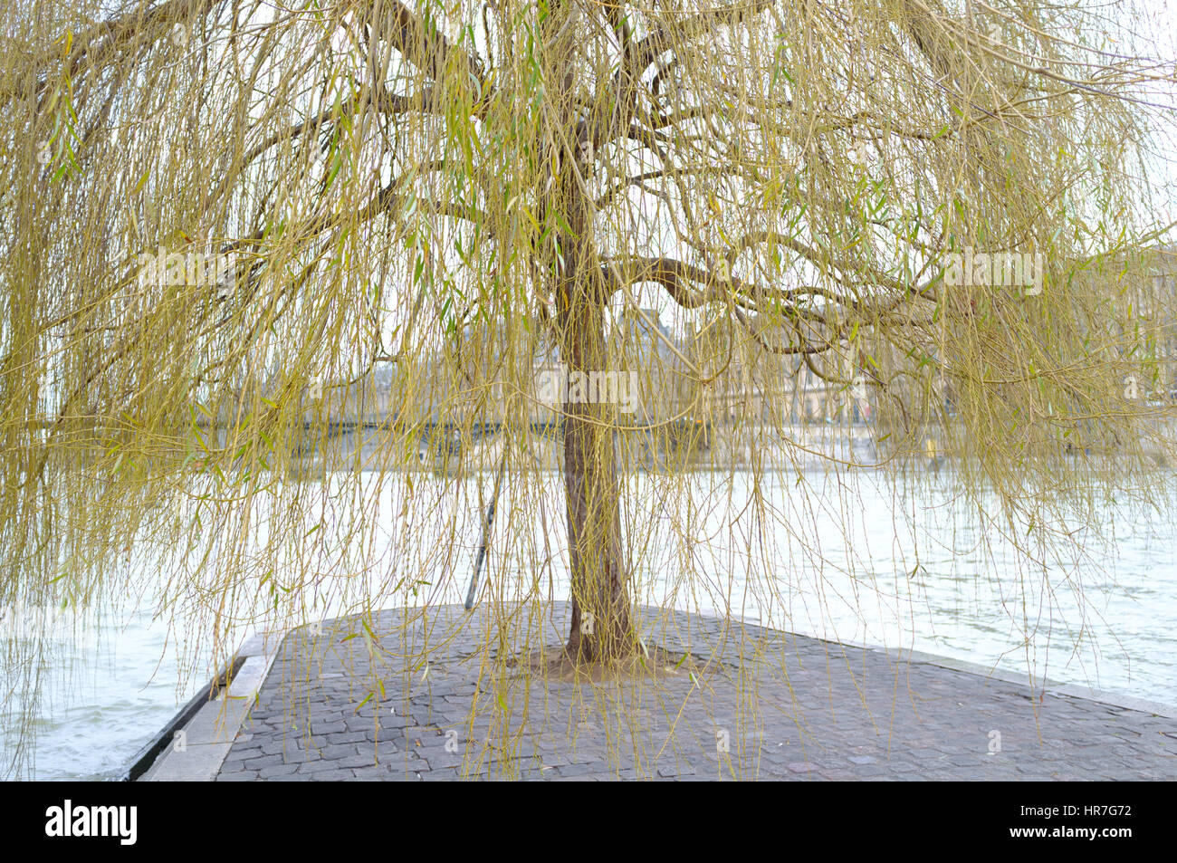 A yellow green weeping willow tree in the middle of the River Seine, Paris Stock Photo