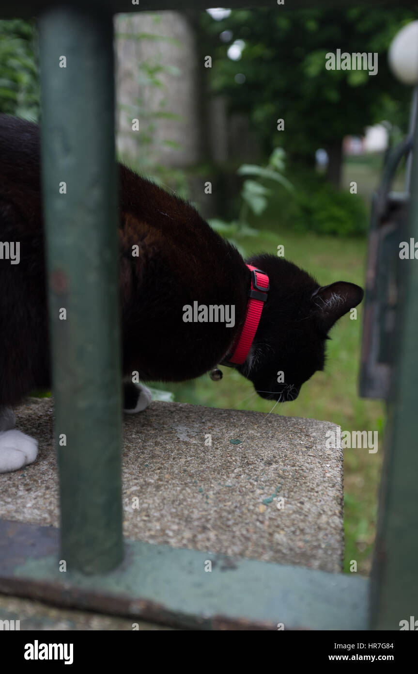 Portrait of a black cat on the fence Stock Photo - Alamy