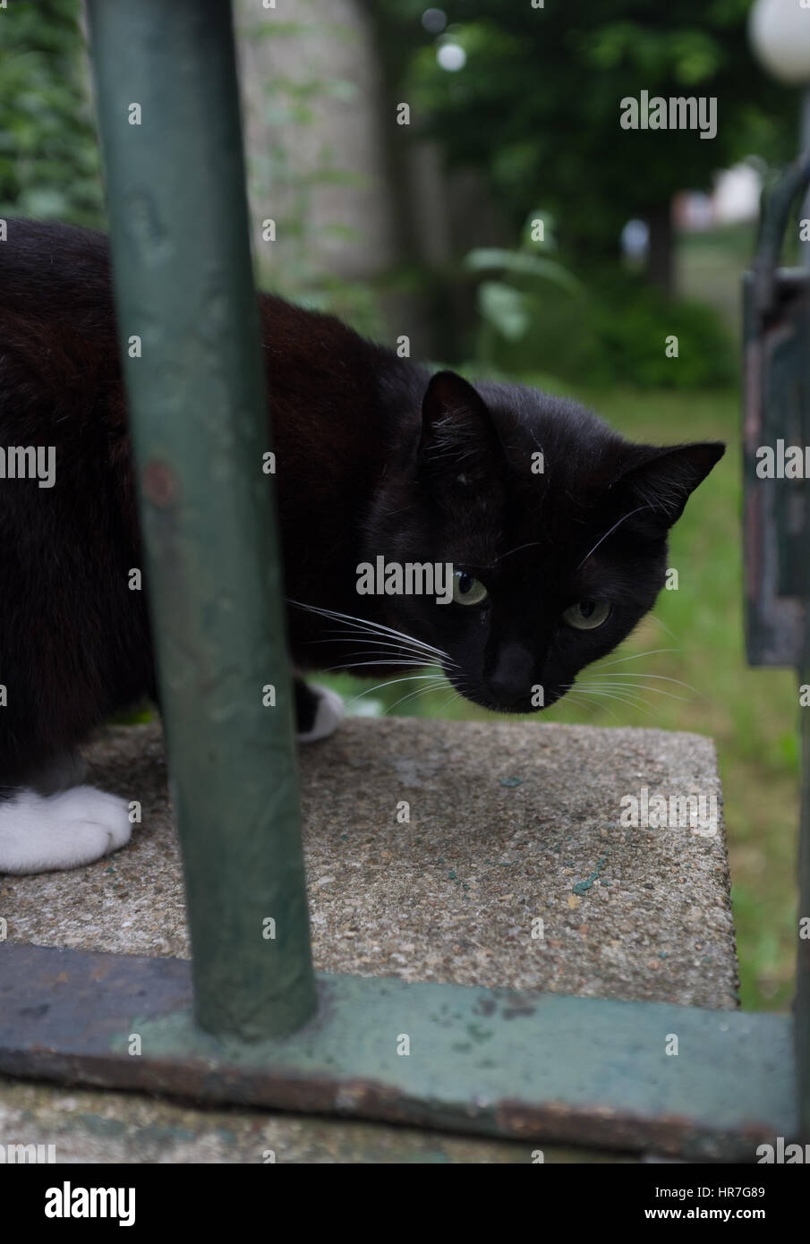 Portrait of a black cat on the fence Stock Photo - Alamy